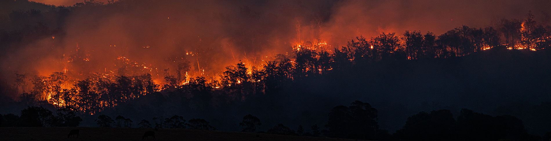 A forest fire rages at night.