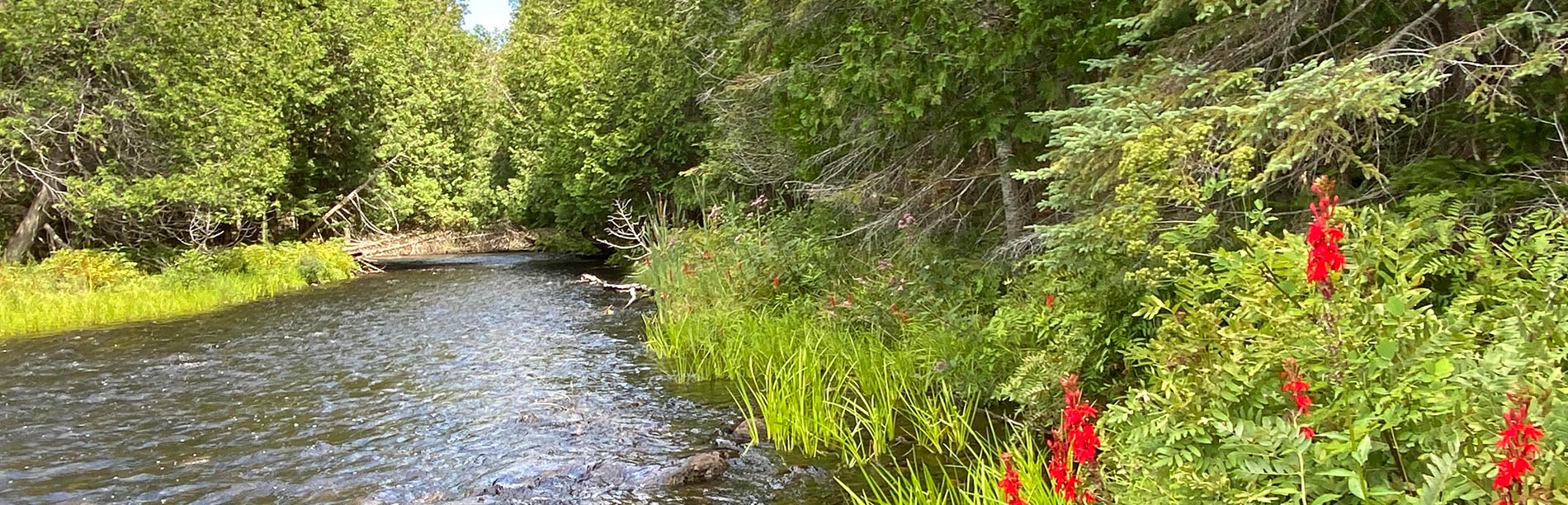 Red cardinal flowers line the bank of the Irondale River.