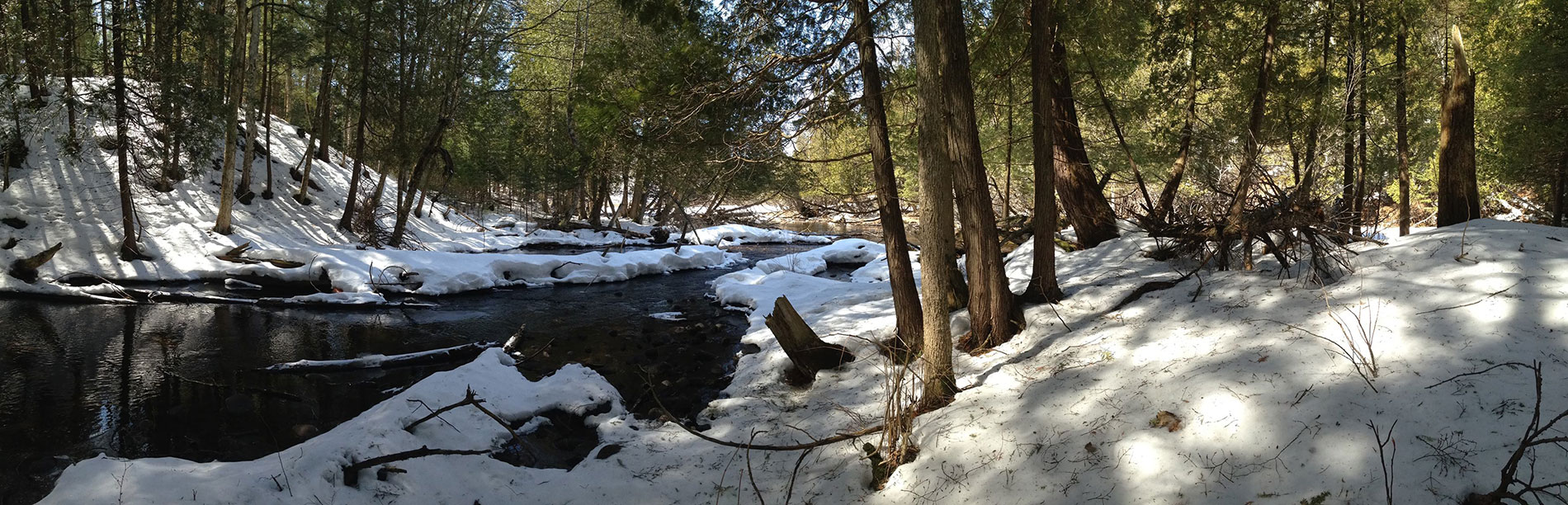 A river winds through sunlit cedar trees amidst snowcovered shores.