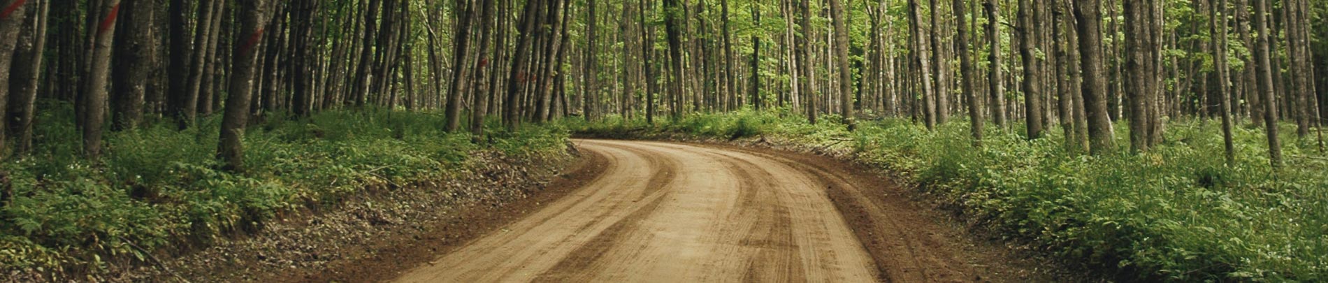 A freshly graded private road winds through the forest.