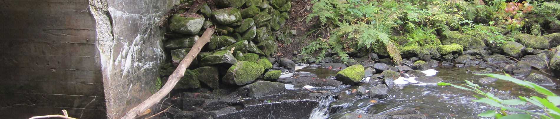 Water rushing under a concrete bridge amongst lush greenery on the homesteader trail