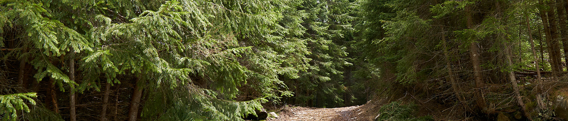 A rocky trail crests a small hill with trees on either side.
