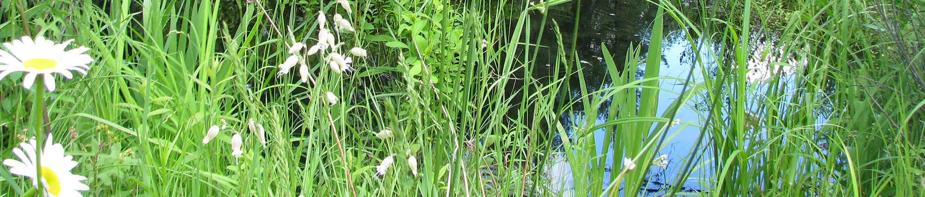 A lush shoreline with reeds and flowers growing.