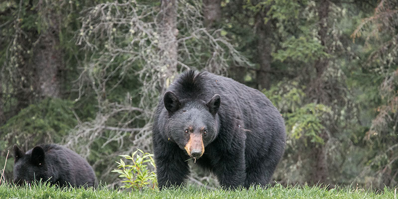 A black bear with her cub emerge from a stand of trees.