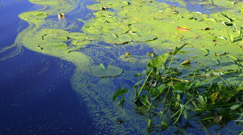 A pond with blue green algae on it.