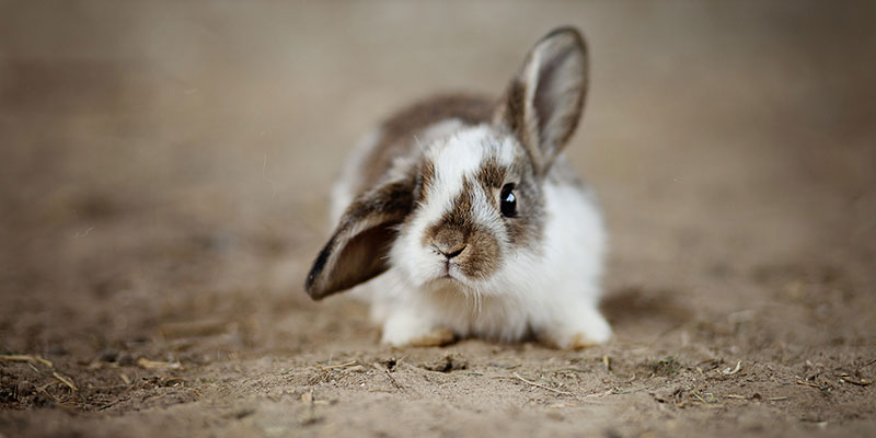 A small white and brown bunny rabbit with one ear flopping down.