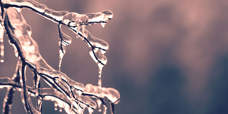 A branch full of ice.
