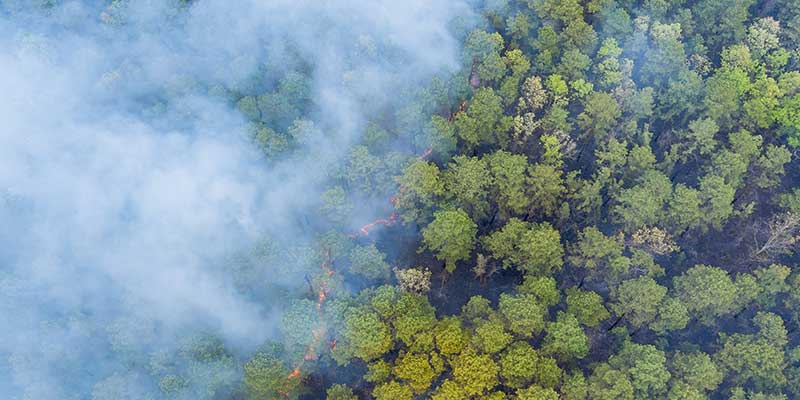 Overhead view of a forest burning with smoke taking up about half of the view