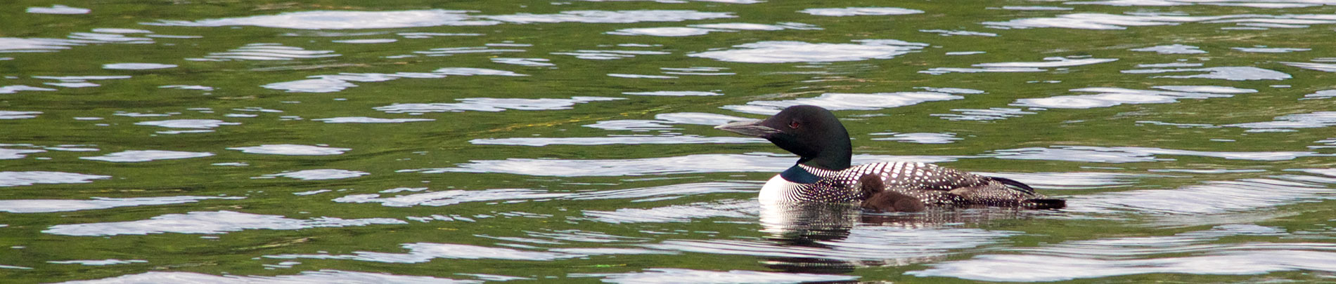 A loon with its baby swimming in the water.