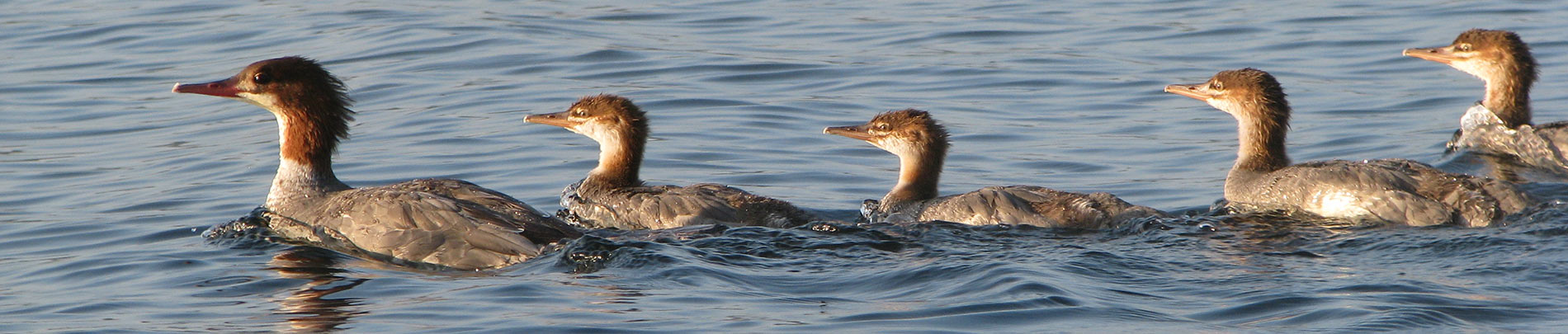 A family of ducks swim in the water.