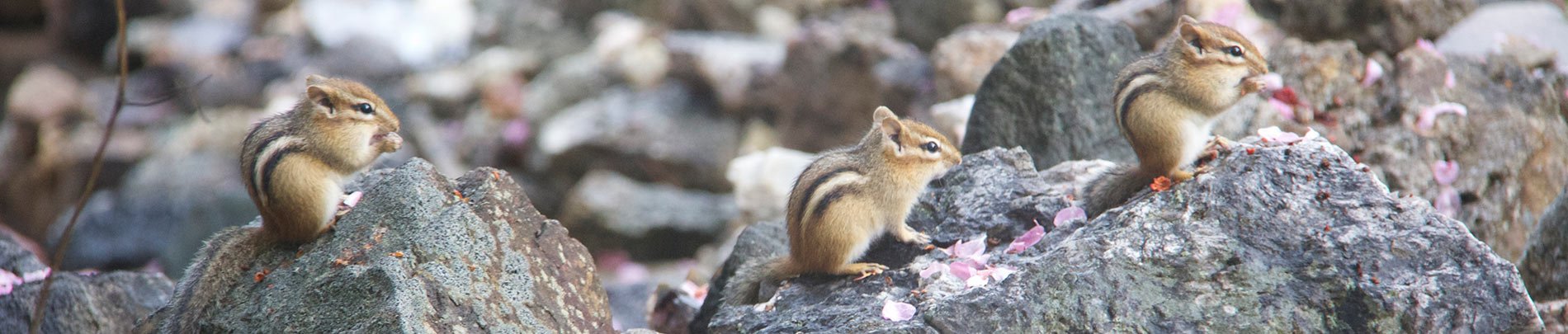 A family of chipmunks sit on some rocks.