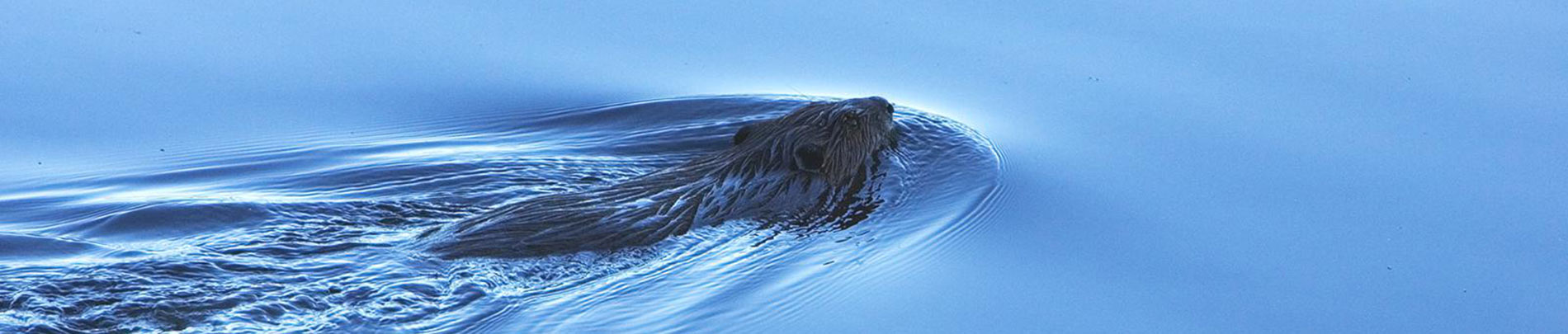 A beaver swims in dark waters.
