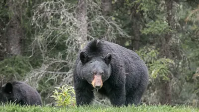 black-bears.jpg