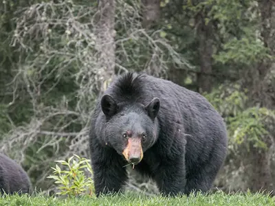 black-bears.jpg